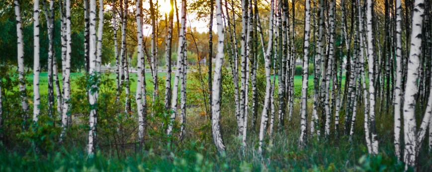 Il legno degli dèi e degli uomini: la betulla