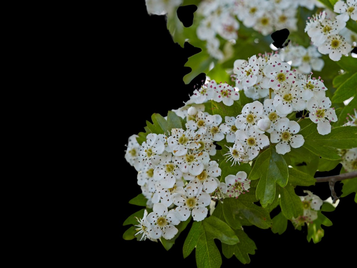 Il biancospino: tra magia, miti e protezione domestica